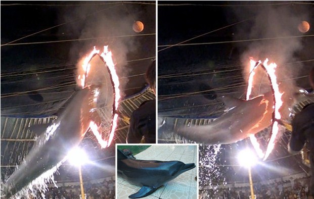 Pecinta Hewan Internasional Kecam Atraksi Lumba-Lumba di Sirkus Keliling